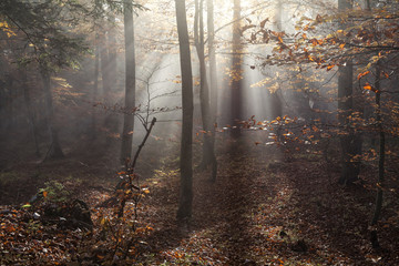 Herbstnebel im Bergwald