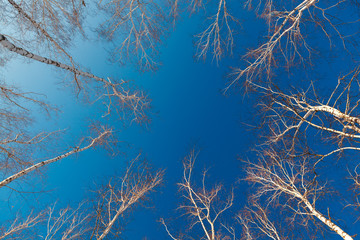Branches and trunks of birch trees on a background of the cloudl