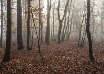 Bergwald im Nebel