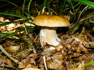 Boletus edulis in the forest
