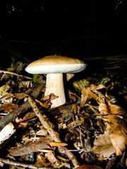 Boletus edulis in the forest