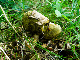 Boletus edulis in the forest