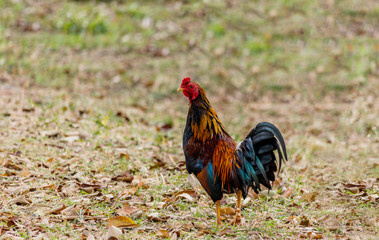colorful rooster on nature background