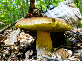 Boletus edulis in the forest