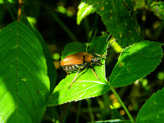 cockchafer on the leaf