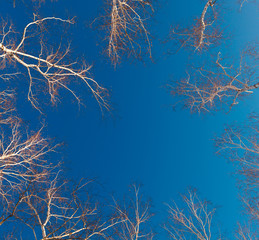 Branches and trunks of birch trees on a background of the cloudl
