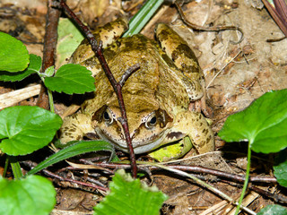 frog in the forest