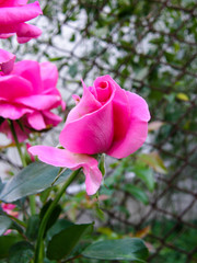 Pink rose