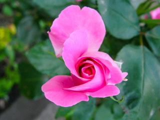 Pink rose