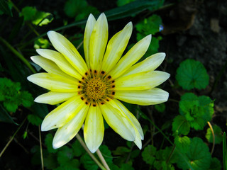 white-yellow flower