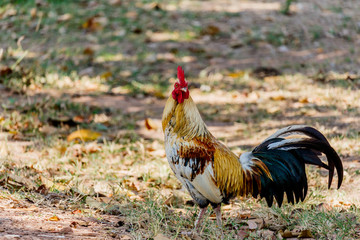 colorful rooster on nature background