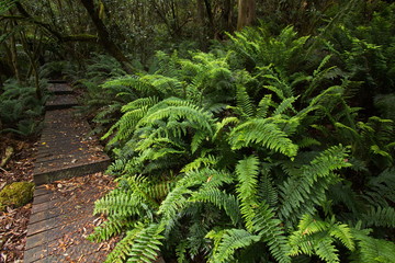 Wanderweg im Regenwald