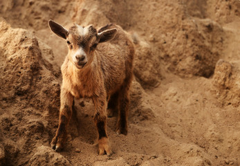 Fototapeta premium Baby goat