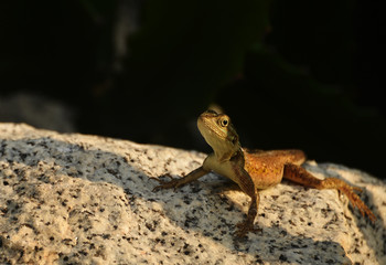 Agama agamidae