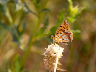 colorful butterfly resting on field