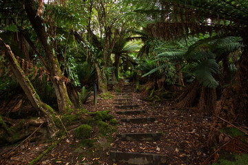 Wanderweg im Regenwald