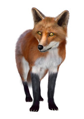 Fototapeta premium 3D Rendering Red Fox on White