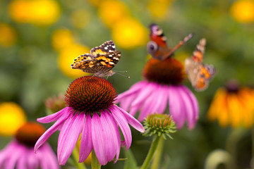 Obraz premium Echinacea and colorful butterfly in the garden