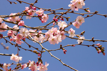 pink sakura flowers in the park