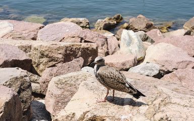 Gabbiano sugli scogli vicino al mare
