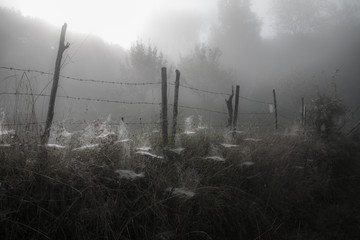 Fence in the fog with spider nets, Montenegro, Europe