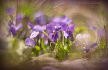 blue violets in the forest