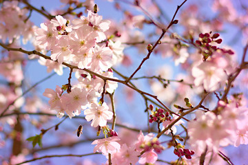 pink sakura flowers in the park