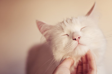 Petting