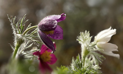 Pasque flower blooming in the meadow