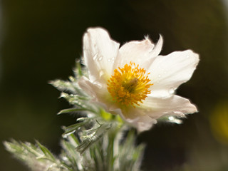 Pasque flower blooming in the meadow