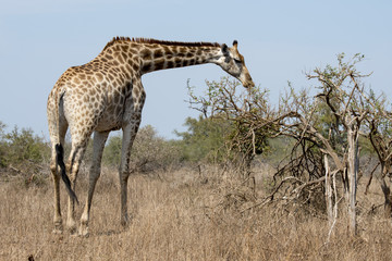 Girafe, Giraffa camelopardalis, Parc national Kruger, Afrique du Sud