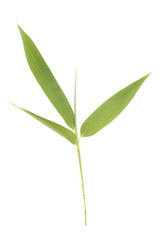 Fototapeta na wymiar Bamboo leaves