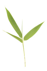 Bamboo leaves