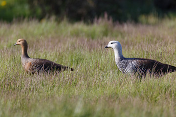 patagonian goose, birds, animals, south america, patagonia, arge