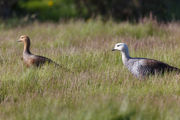 patagonian goose, birds, animals, south america, patagonia, arge