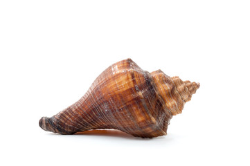 Sea shell isolate on white background