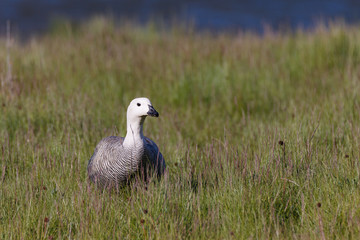 patagonian goose, birds, animals