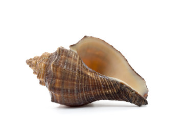 Sea shell isolate on white background