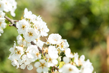 Beautiful cherry blossoms with blue sky. Spring.