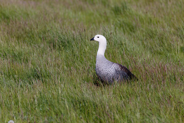 patagonian goose, birds, animals, south america, patagonia, arge