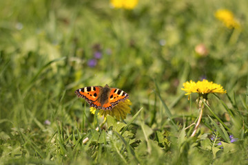 colored butterfly on the meadow