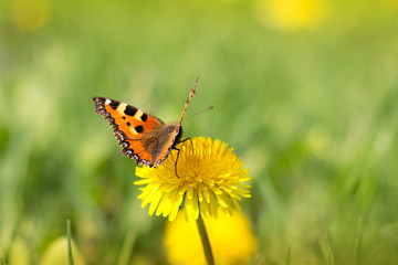 colored butterfly on the meadow