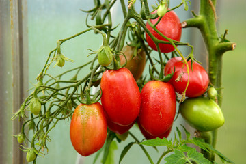 Ripe natural bottles tomatoes .