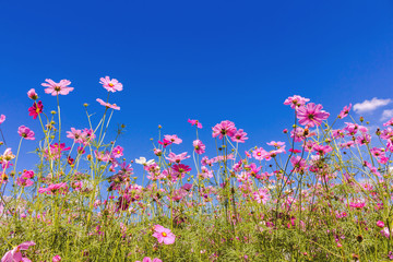 Obraz na płótnie Canvas Cosmos Flower field with sky,spring season flowers