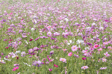 Cosmos Flower field with sky,spring season flowers