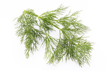 Fresh dill on the white background.
