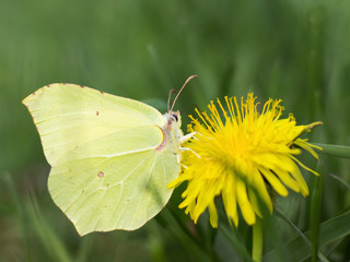 Gonepteryx rhamni resting on a flower