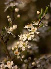 white blossoms on a spring day