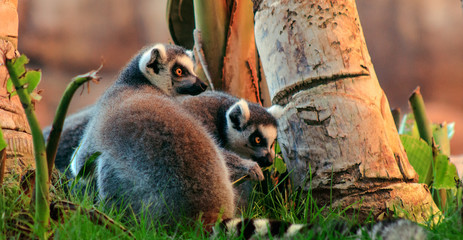 Ring-tailed Lemur (Lemur catta)