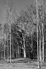 Barren trees in the forest at winter season